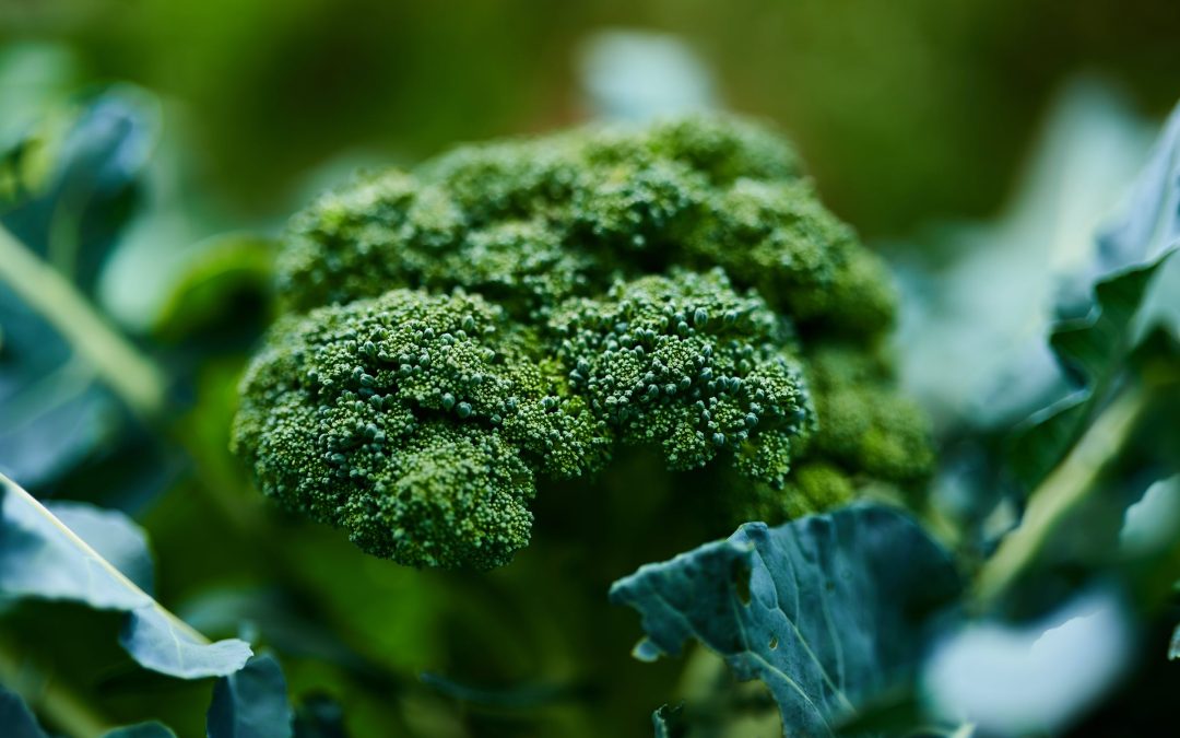 Bulk Broccoli