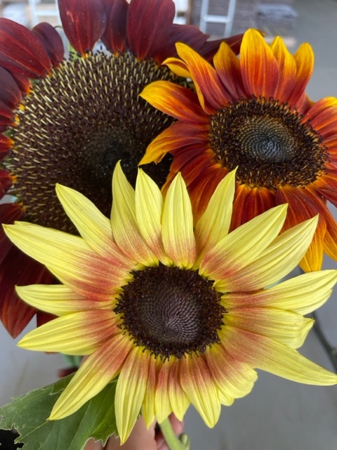 sunflowers