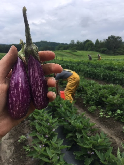 eggplants at denison farm