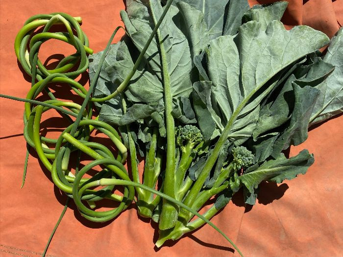 garlic scapes