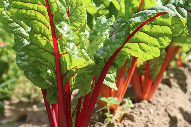 swiss chard