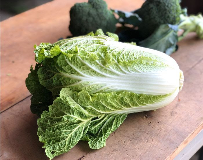 napa cabbage