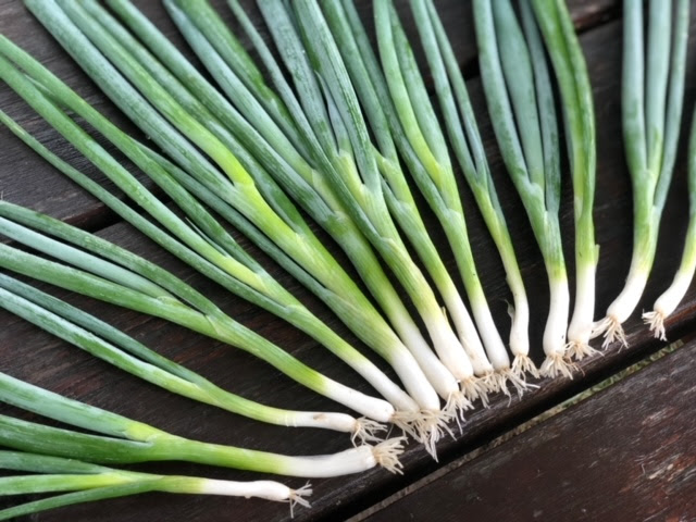 scallions