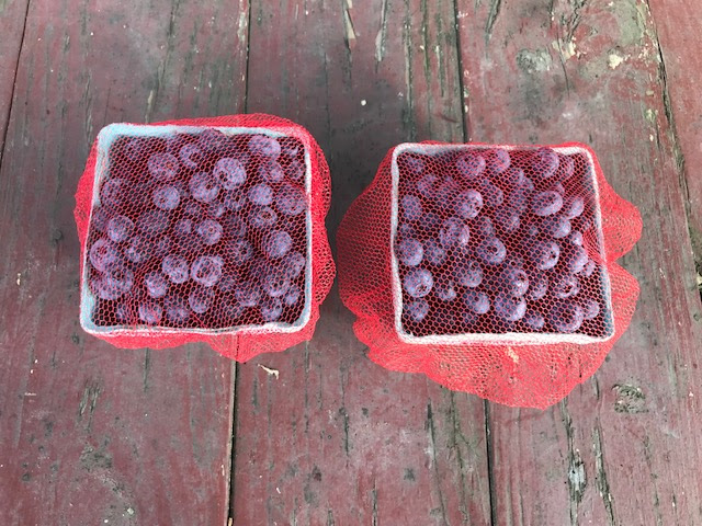 blueberries