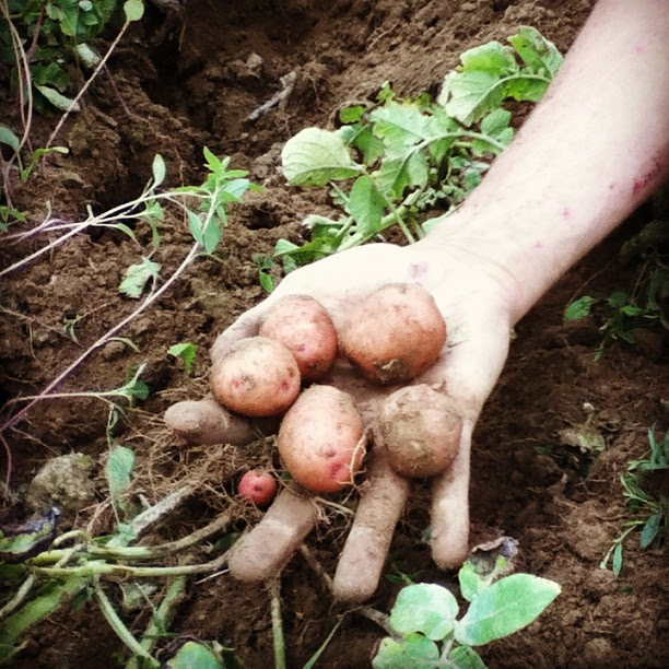 potatoes in hand
