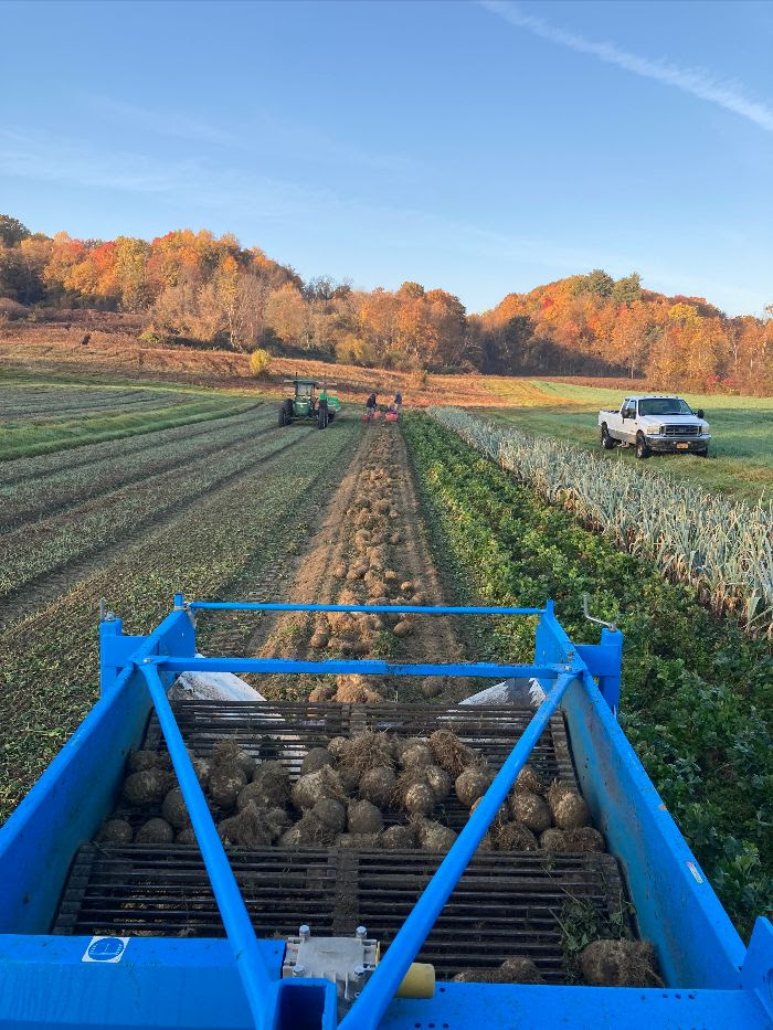 beet harvest