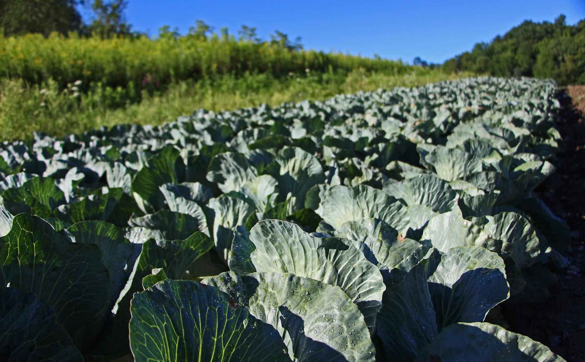 Cabbage in Maggie's Field