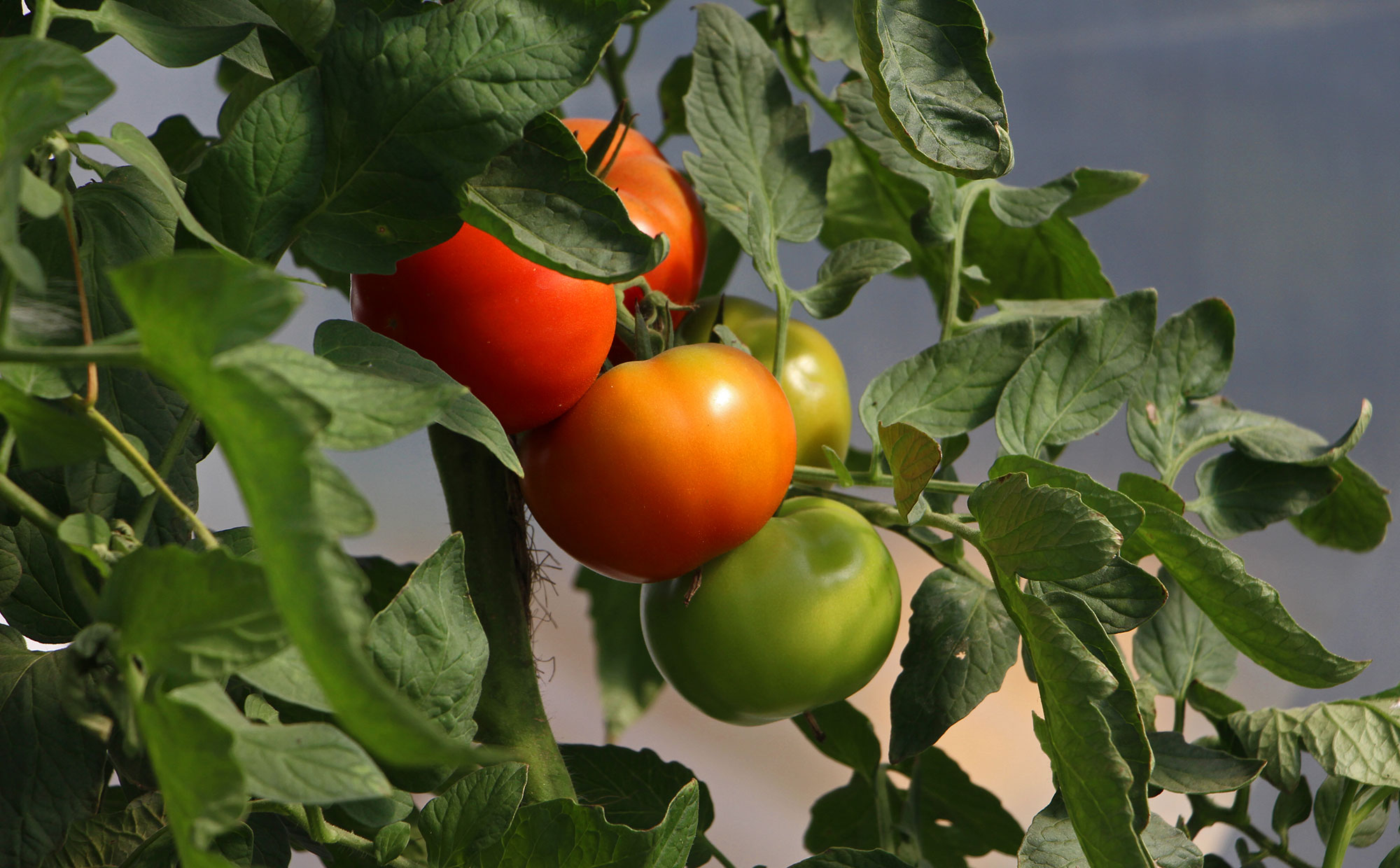 Beautiful Harnois Tomatoes